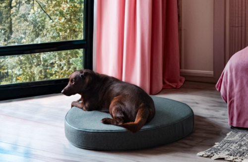 Trois conseils pour un chien heureux grâce au mobilier de luxe Bogarel pour  animaux de compagnie - Bogarel